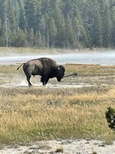 Yellowstone animal